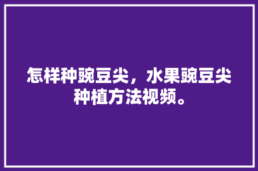 怎样种豌豆尖，水果豌豆尖种植方法视频。 怎样种豌豆尖，水果豌豆尖种植方法视频。 家禽养殖