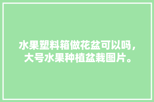 水果塑料箱做花盆可以吗，大号水果种植盆栽图片。 水果塑料箱做花盆可以吗，大号水果种植盆栽图片。 水果种植