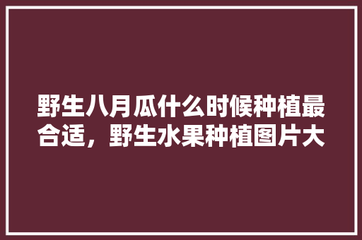 野生八月瓜什么时候种植最合适，野生水果种植图片大全。 野生八月瓜什么时候种植最合适，野生水果种植图片大全。 水果种植