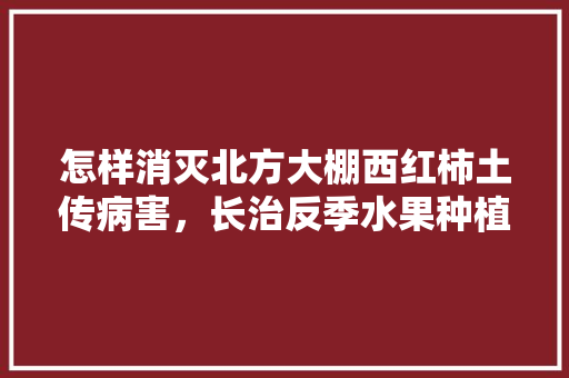 怎样消灭北方大棚西红柿土传病害，长治反季水果种植基地。 怎样消灭北方大棚西红柿土传病害，长治反季水果种植基地。 水果种植