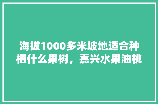 海拔1000多米坡地适合种植什么果树，嘉兴水果油桃种植基地在哪里。 海拔1000多米坡地适合种植什么果树，嘉兴水果油桃种植基地在哪里。 水果种植