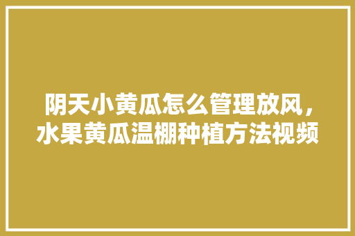 阴天小黄瓜怎么管理放风，水果黄瓜温棚种植方法视频。 阴天小黄瓜怎么管理放风，水果黄瓜温棚种植方法视频。 土壤施肥