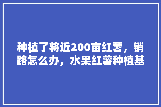 种植了将近200亩红薯，销路怎么办，水果红薯种植基地在哪里。 种植了将近200亩红薯，销路怎么办，水果红薯种植基地在哪里。 畜牧养殖