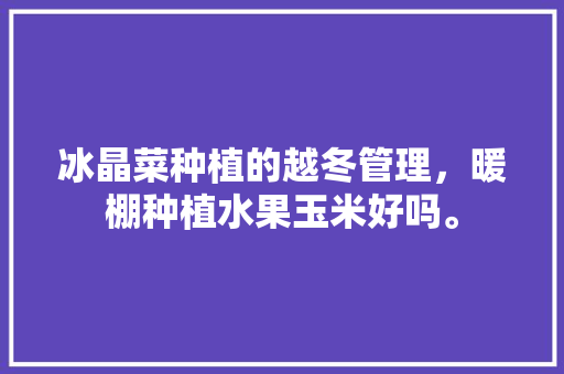 冰晶菜种植的越冬管理，暖棚种植水果玉米好吗。 冰晶菜种植的越冬管理，暖棚种植水果玉米好吗。 水果种植