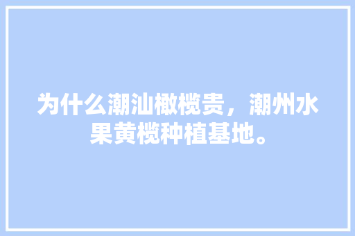 为什么潮汕橄榄贵，潮州水果黄榄种植基地。 为什么潮汕橄榄贵，潮州水果黄榄种植基地。 水果种植