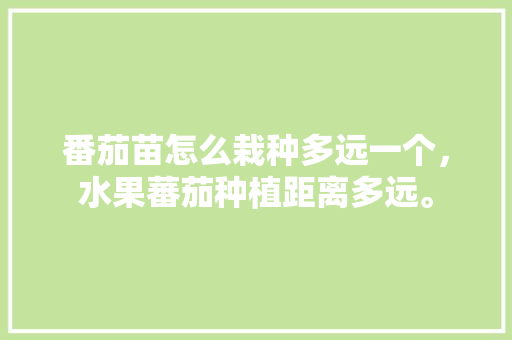 番茄苗怎么栽种多远一个，水果蕃茄种植距离多远。 番茄苗怎么栽种多远一个，水果蕃茄种植距离多远。 水果种植