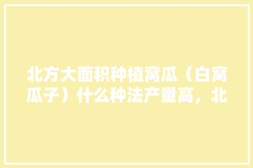 北方大面积种植窝瓜（白窝瓜子）什么种法产量高，北方水果籽种植技术与管理。 北方大面积种植窝瓜（白窝瓜子）什么种法产量高，北方水果籽种植技术与管理。 畜牧养殖