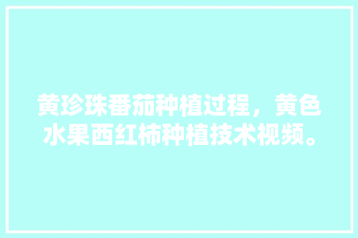 黄珍珠番茄种植过程，黄色水果西红柿种植技术视频。 黄珍珠番茄种植过程，黄色水果西红柿种植技术视频。 蔬菜种植