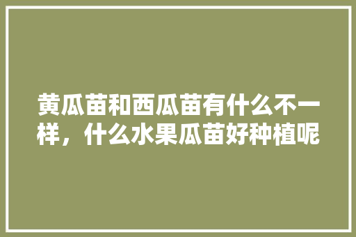 黄瓜苗和西瓜苗有什么不一样，什么水果瓜苗好种植呢。 黄瓜苗和西瓜苗有什么不一样，什么水果瓜苗好种植呢。 蔬菜种植