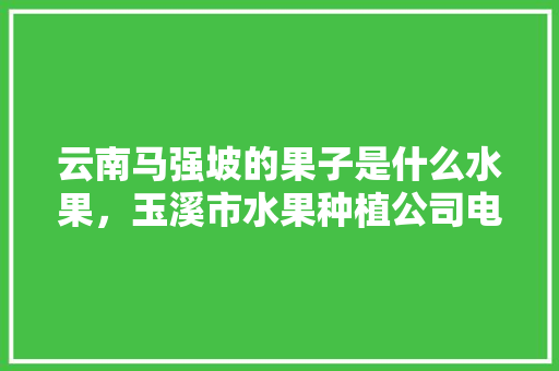 云南马强坡的果子是什么水果，玉溪市水果种植公司电话号码。 云南马强坡的果子是什么水果，玉溪市水果种植公司电话号码。 水果种植