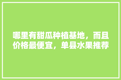 哪里有甜瓜种植基地，而且价格最便宜，单县水果推荐种植基地在哪。 哪里有甜瓜种植基地，而且价格最便宜，单县水果推荐种植基地在哪。 家禽养殖