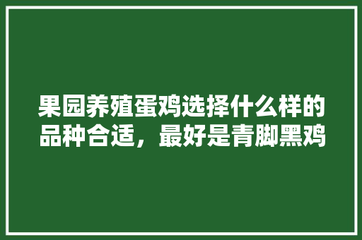 果园养殖蛋鸡选择什么样的品种合适，最好是青脚黑鸡和乌鸡一类的，汶上种植地水果有哪些。 果园养殖蛋鸡选择什么样的品种合适，最好是青脚黑鸡和乌鸡一类的，汶上种植地水果有哪些。 蔬菜种植