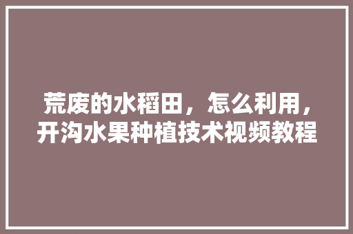 荒废的水稻田，怎么利用，开沟水果种植技术视频教程。 荒废的水稻田，怎么利用，开沟水果种植技术视频教程。 蔬菜种植