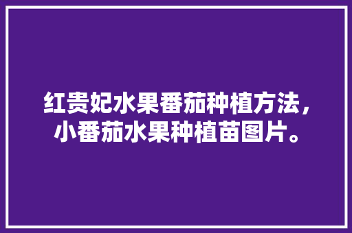 红贵妃水果番茄种植方法，小番茄水果种植苗图片。 红贵妃水果番茄种植方法，小番茄水果种植苗图片。 水果种植