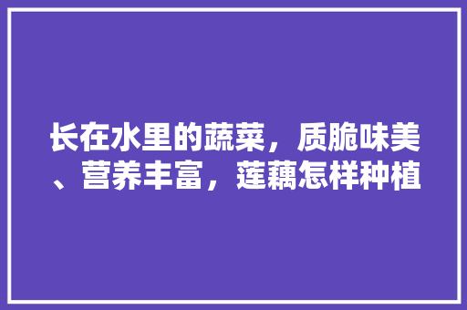 长在水里的蔬菜，质脆味美、营养丰富，莲藕怎样种植，水果藕如何种植视频。 长在水里的蔬菜，质脆味美、营养丰富，莲藕怎样种植，水果藕如何种植视频。 水果种植