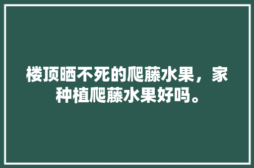 楼顶晒不死的爬藤水果，家种植爬藤水果好吗。 楼顶晒不死的爬藤水果，家种植爬藤水果好吗。 家禽养殖