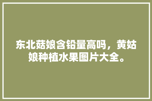 东北菇娘含铅量高吗，黄姑娘种植水果图片大全。 东北菇娘含铅量高吗，黄姑娘种植水果图片大全。 蔬菜种植