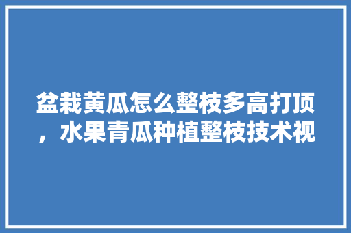 盆栽黄瓜怎么整枝多高打顶，水果青瓜种植整枝技术视频。 盆栽黄瓜怎么整枝多高打顶，水果青瓜种植整枝技术视频。 水果种植