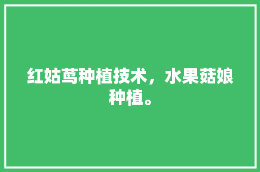 红姑茑种植技术，水果菇娘种植。 红姑茑种植技术，水果菇娘种植。 畜牧养殖