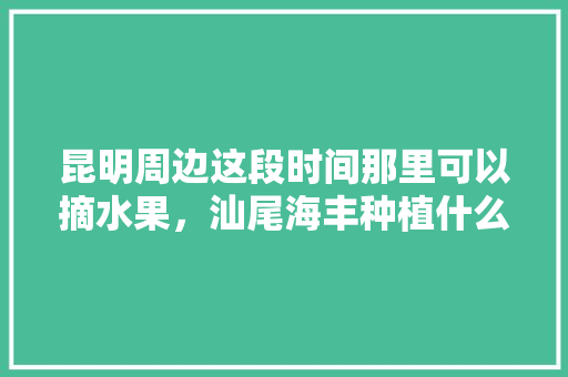 昆明周边这段时间那里可以摘水果，汕尾海丰种植什么水果最多。 昆明周边这段时间那里可以摘水果，汕尾海丰种植什么水果最多。 蔬菜种植