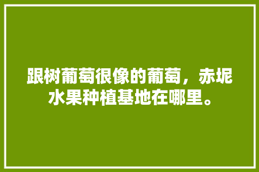 跟树葡萄很像的葡萄，赤坭水果种植基地在哪里。 跟树葡萄很像的葡萄，赤坭水果种植基地在哪里。 土壤施肥