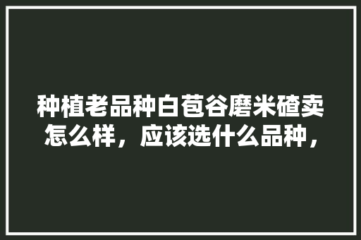 种植老品种白苞谷磨米碴卖怎么样，应该选什么品种，会有市场吗，水果苞谷的种植技术与管理。 种植老品种白苞谷磨米碴卖怎么样，应该选什么品种，会有市场吗，水果苞谷的种植技术与管理。 土壤施肥