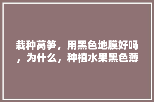 栽种莴笋，用黑色地膜好吗，为什么，种植水果黑色薄膜图片大全。 栽种莴笋，用黑色地膜好吗，为什么，种植水果黑色薄膜图片大全。 家禽养殖