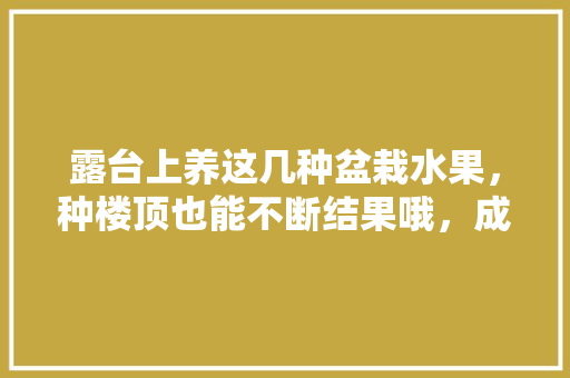 露台上养这几种盆栽水果，种楼顶也能不断结果哦，成都屋顶水果种植基地。 露台上养这几种盆栽水果，种楼顶也能不断结果哦，成都屋顶水果种植基地。 畜牧养殖