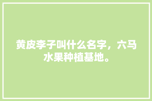 黄皮李子叫什么名字，六马水果种植基地。 黄皮李子叫什么名字，六马水果种植基地。 土壤施肥