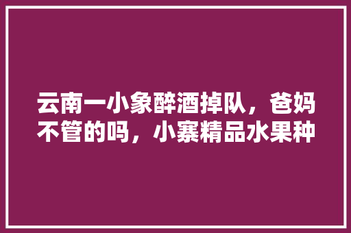 云南一小象醉酒掉队，爸妈不管的吗，小寨精品水果种植基地。 云南一小象醉酒掉队，爸妈不管的吗，小寨精品水果种植基地。 蔬菜种植