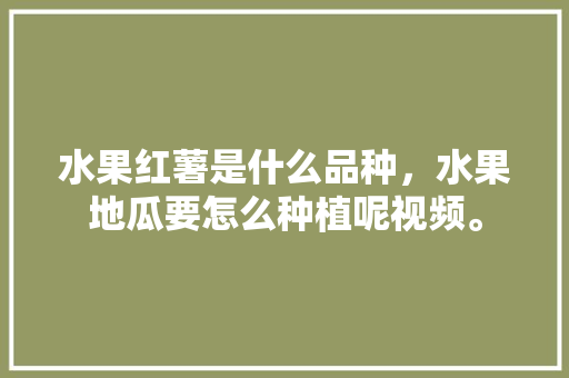 水果红薯是什么品种，水果地瓜要怎么种植呢视频。 水果红薯是什么品种，水果地瓜要怎么种植呢视频。 蔬菜种植