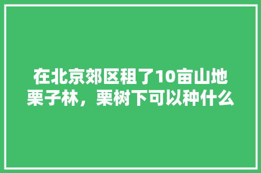 在北京郊区租了10亩山地栗子林，栗树下可以种什么，拱棚里种植水果树好吗。 在北京郊区租了10亩山地栗子林，栗树下可以种什么，拱棚里种植水果树好吗。 土壤施肥