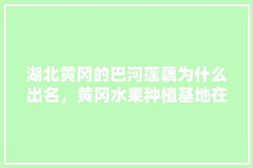 湖北黄冈的巴河莲藕为什么出名，黄冈水果种植基地在哪里。 湖北黄冈的巴河莲藕为什么出名，黄冈水果种植基地在哪里。 土壤施肥