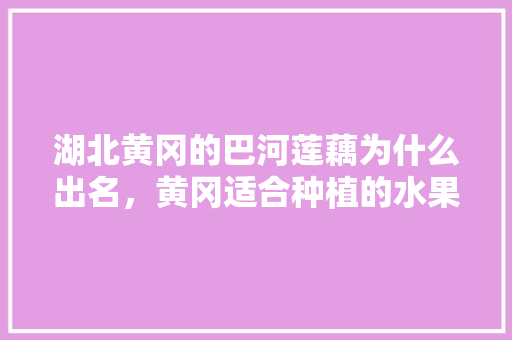 湖北黄冈的巴河莲藕为什么出名，黄冈适合种植的水果有哪些。 湖北黄冈的巴河莲藕为什么出名，黄冈适合种植的水果有哪些。 蔬菜种植