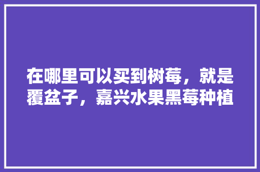 在哪里可以买到树莓，就是覆盆子，嘉兴水果黑莓种植基地在哪里。 在哪里可以买到树莓，就是覆盆子，嘉兴水果黑莓种植基地在哪里。 水果种植