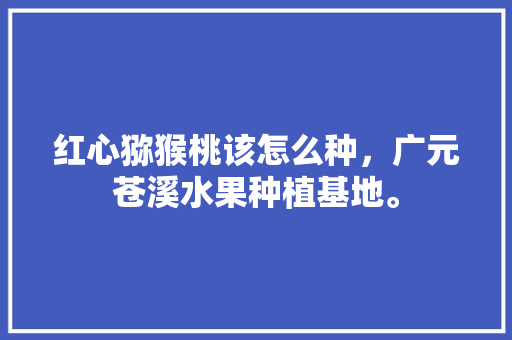 红心猕猴桃该怎么种，广元苍溪水果种植基地。 红心猕猴桃该怎么种，广元苍溪水果种植基地。 土壤施肥