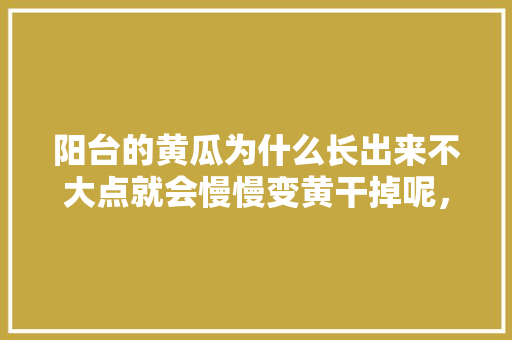 阳台的黄瓜为什么长出来不大点就会慢慢变黄干掉呢，水果黄瓜种植失败案例视频。 阳台的黄瓜为什么长出来不大点就会慢慢变黄干掉呢，水果黄瓜种植失败案例视频。 蔬菜种植