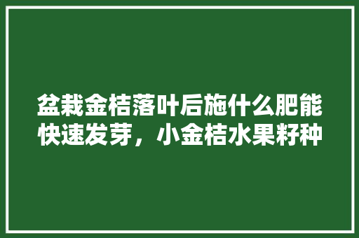 盆栽金桔落叶后施什么肥能快速发芽，小金桔水果籽种植方法。 盆栽金桔落叶后施什么肥能快速发芽，小金桔水果籽种植方法。 畜牧养殖