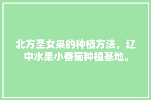 北方圣女果的种植方法，辽中水果小番茄种植基地。 北方圣女果的种植方法，辽中水果小番茄种植基地。 土壤施肥