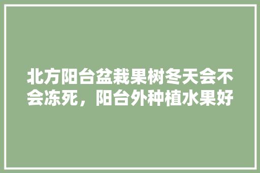 北方阳台盆栽果树冬天会不会冻死，阳台外种植水果好吗风水好吗。 北方阳台盆栽果树冬天会不会冻死，阳台外种植水果好吗风水好吗。 土壤施肥