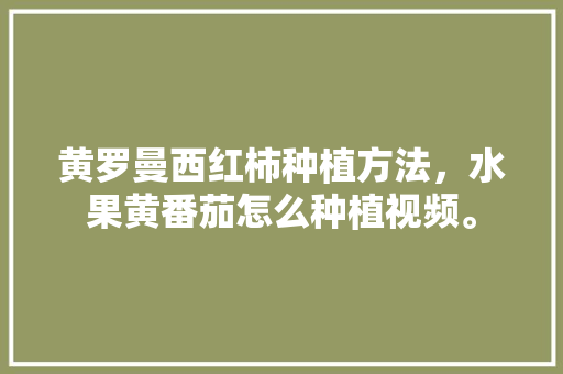 黄罗曼西红柿种植方法，水果黄番茄怎么种植视频。 黄罗曼西红柿种植方法，水果黄番茄怎么种植视频。 土壤施肥