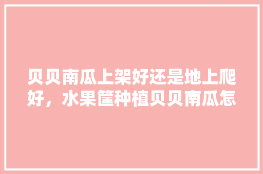 贝贝南瓜上架好还是地上爬好，水果筐种植贝贝南瓜怎么种。 贝贝南瓜上架好还是地上爬好，水果筐种植贝贝南瓜怎么种。 蔬菜种植