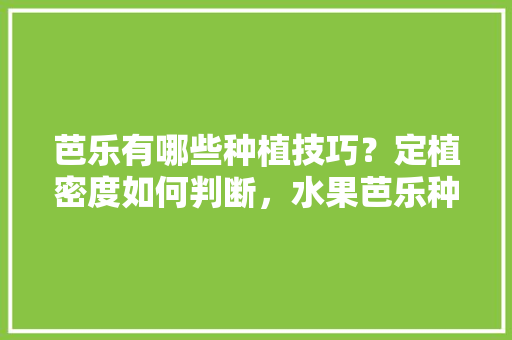 芭乐有哪些种植技巧？定植密度如何判断，水果芭乐种植管理方法。 芭乐有哪些种植技巧？定植密度如何判断，水果芭乐种植管理方法。 水果种植