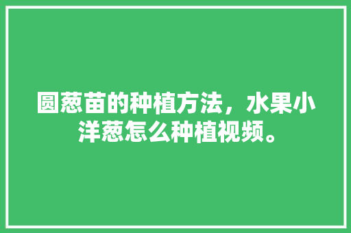 圆葱苗的种植方法，水果小洋葱怎么种植视频。 圆葱苗的种植方法，水果小洋葱怎么种植视频。 蔬菜种植