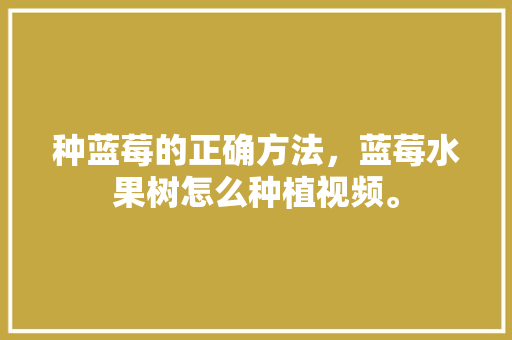 种蓝莓的正确方法，蓝莓水果树怎么种植视频。 种蓝莓的正确方法，蓝莓水果树怎么种植视频。 水果种植