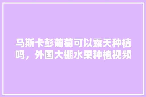 马斯卡彭葡萄可以露天种植吗，外国大棚水果种植视频。 马斯卡彭葡萄可以露天种植吗，外国大棚水果种植视频。 家禽养殖