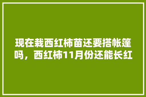 现在栽西红柿苗还要搭帐篷吗，西红柿11月份还能长红吗。 现在栽西红柿苗还要搭帐篷吗，西红柿11月份还能长红吗。 畜牧养殖