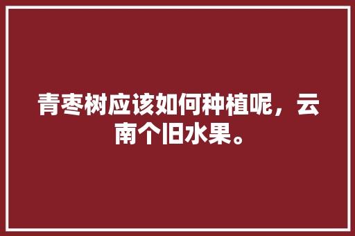 青枣树应该如何种植呢，云南个旧水果。 青枣树应该如何种植呢，云南个旧水果。 畜牧养殖