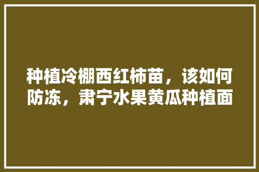 种植冷棚西红柿苗，该如何防冻，肃宁水果黄瓜种植面积多少亩。 种植冷棚西红柿苗，该如何防冻，肃宁水果黄瓜种植面积多少亩。 畜牧养殖