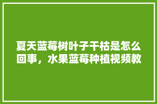 夏天蓝莓树叶子干枯是怎么回事，水果蓝莓种植视频教程。 夏天蓝莓树叶子干枯是怎么回事，水果蓝莓种植视频教程。 畜牧养殖